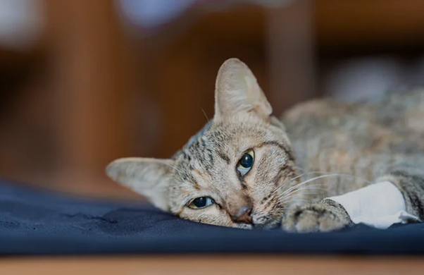 Kucing Diare? Jangan Panik! Lakukan 5 Langkah Ini Biar Si Meong Cepat Pulih 2 Kucing Lemas