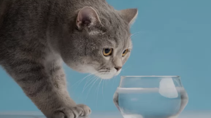 Kucing Diare? Jangan Panik! Lakukan 5 Langkah Ini Biar Si Meong Cepat Pulih 1 Kucing Minum