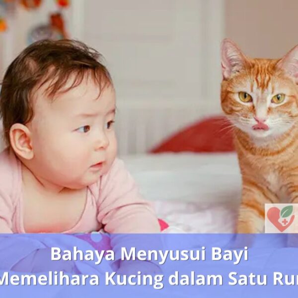 Bahaya Menyusui Bayi dan Memelihara Kucing dalam Satu Rumah