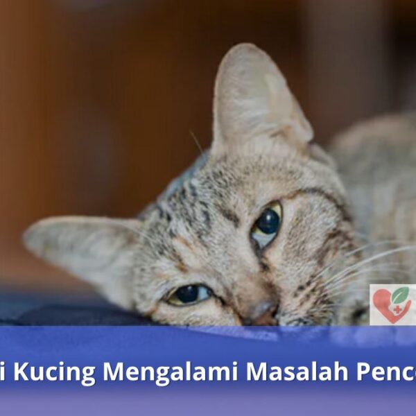 Ciri-Ciri Kucing Mengalami Masalah Pencernaan
