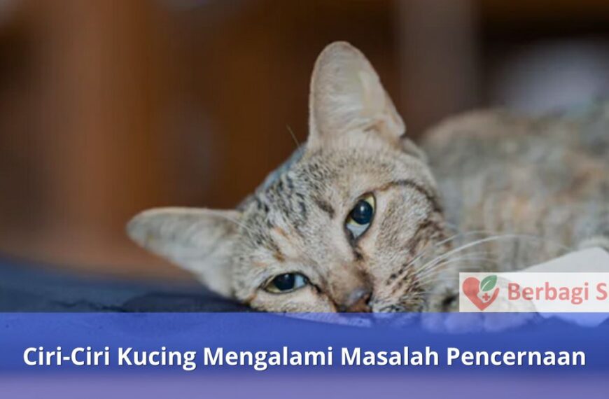 Ciri-Ciri Kucing Mengalami Masalah Pencernaan