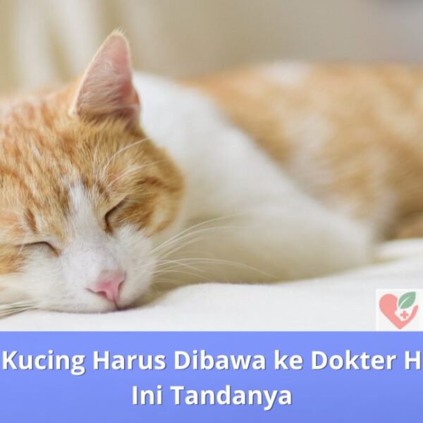 Kapan Kucing Harus Dibawa ke Dokter Hewan Ini Tandanya
