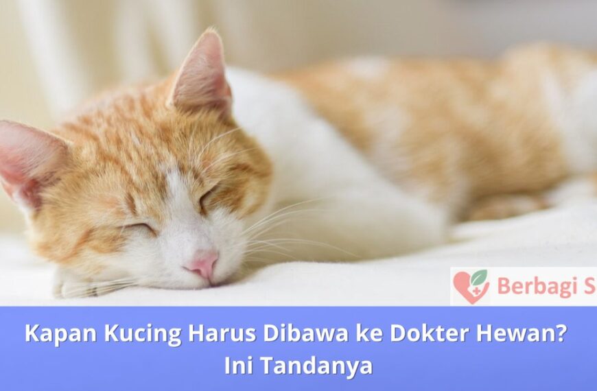 Kapan Kucing Harus Dibawa ke Dokter Hewan Ini Tandanya