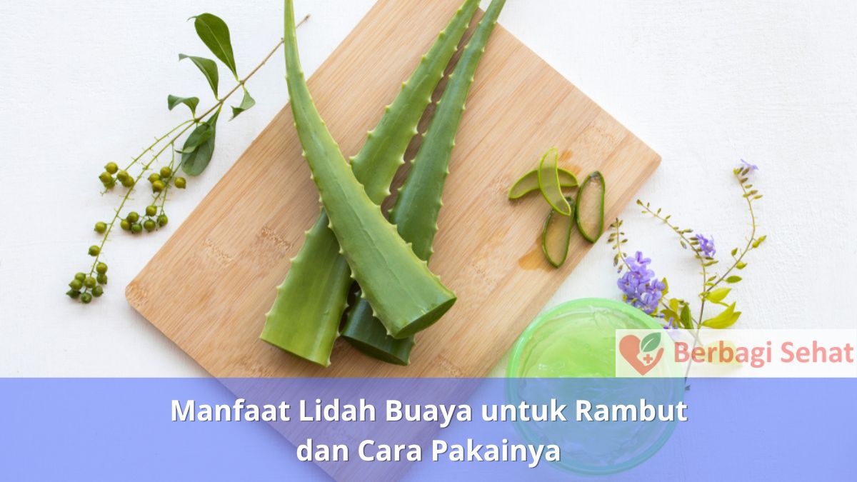 Manfaat Lidah Buaya untuk Rambut dan Cara Pakainya 2 Manfaat Lidah Buaya untuk Rambut dan Cara Pakainya Langkah Penyajian