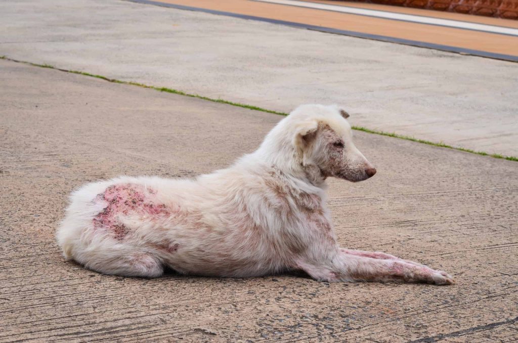 Penyakit Umum pada Anjing dan Cara Mencegahnya 1 Penyakit Kulit dan Alergi Pada Anjing