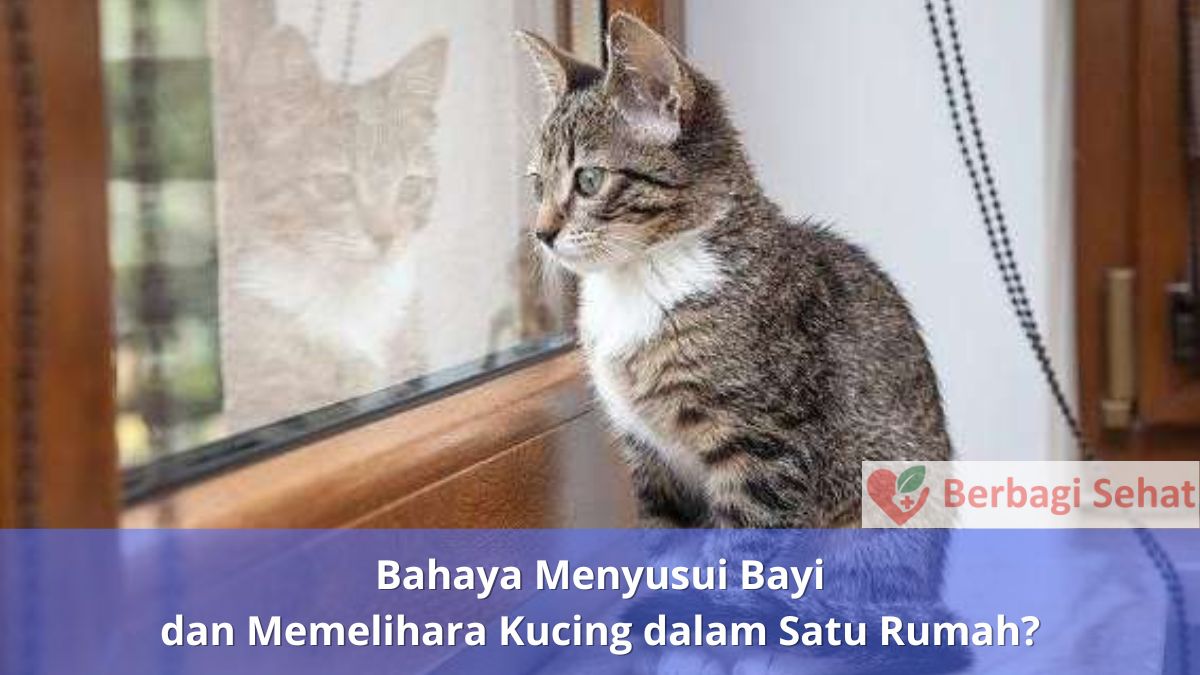 Bahaya Menyusui Bayi dan Memelihara Kucing dalam Satu Rumah Kucing Dilarang Masuk