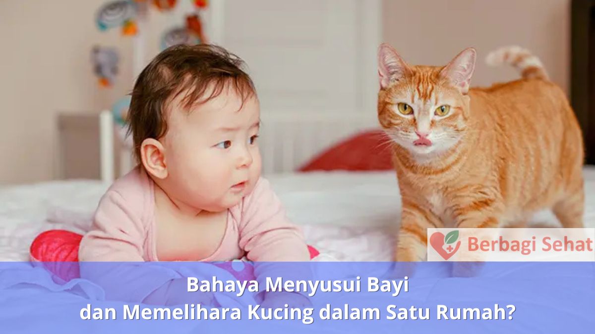 Bahaya Menyusui Bayi dan Memelihara Kucing dalam Satu Rumah