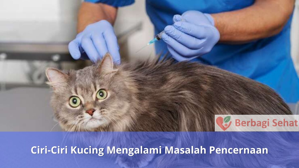 Ciri Ciri Kucing Mengalami Masalah Pencernaan Ke Dokter Hewan