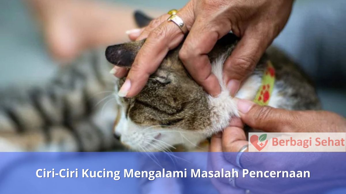 Ciri Ciri Kucing Mengalami Masalah Pencernaan Kucing Kena Parasit