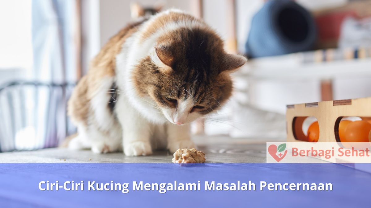 Ciri Ciri Kucing Mengalami Masalah Pencernaan Kucing Muntah