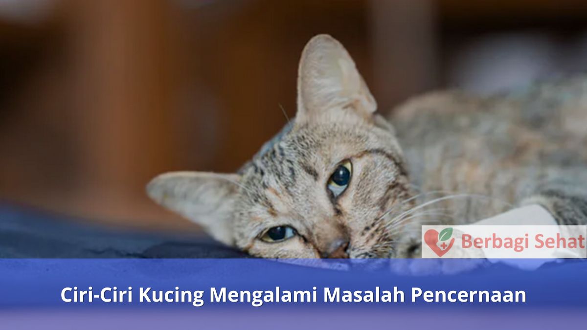 Ciri-Ciri Kucing Mengalami Masalah Pencernaan