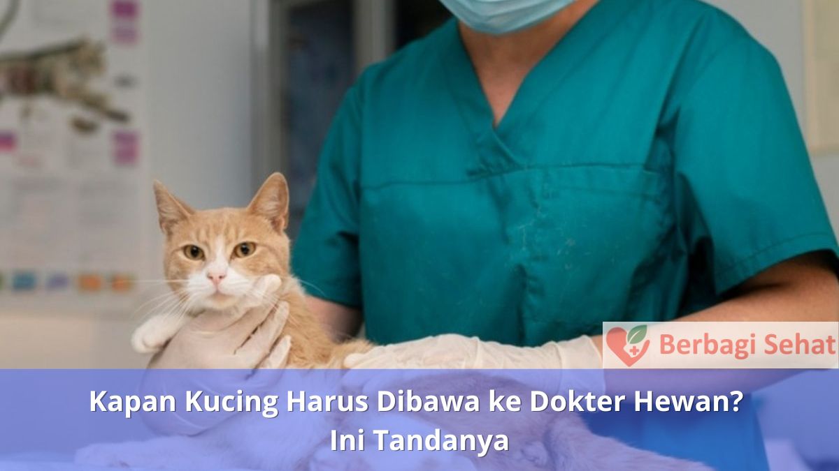 Kapan Kucing Harus Dibawa ke Dokter Hewan Ini Tandanya - Kucing Dokter