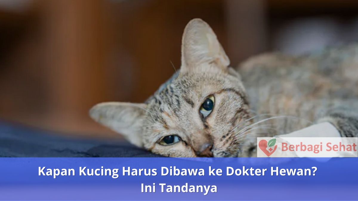 Kapan Kucing Harus Dibawa ke Dokter Hewan Ini Tandanya - Kucing Lemas