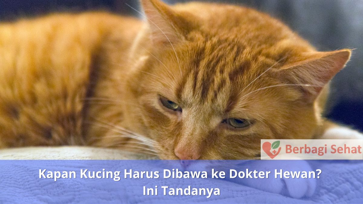 Kapan Kucing Harus Dibawa ke Dokter Hewan Ini Tandanya - Kucing Penyendiri