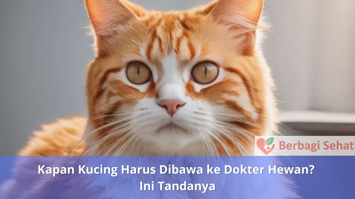 Kapan Kucing Harus Dibawa ke Dokter Hewan Ini Tandanya - Nafsu Makan Kucing Menurun