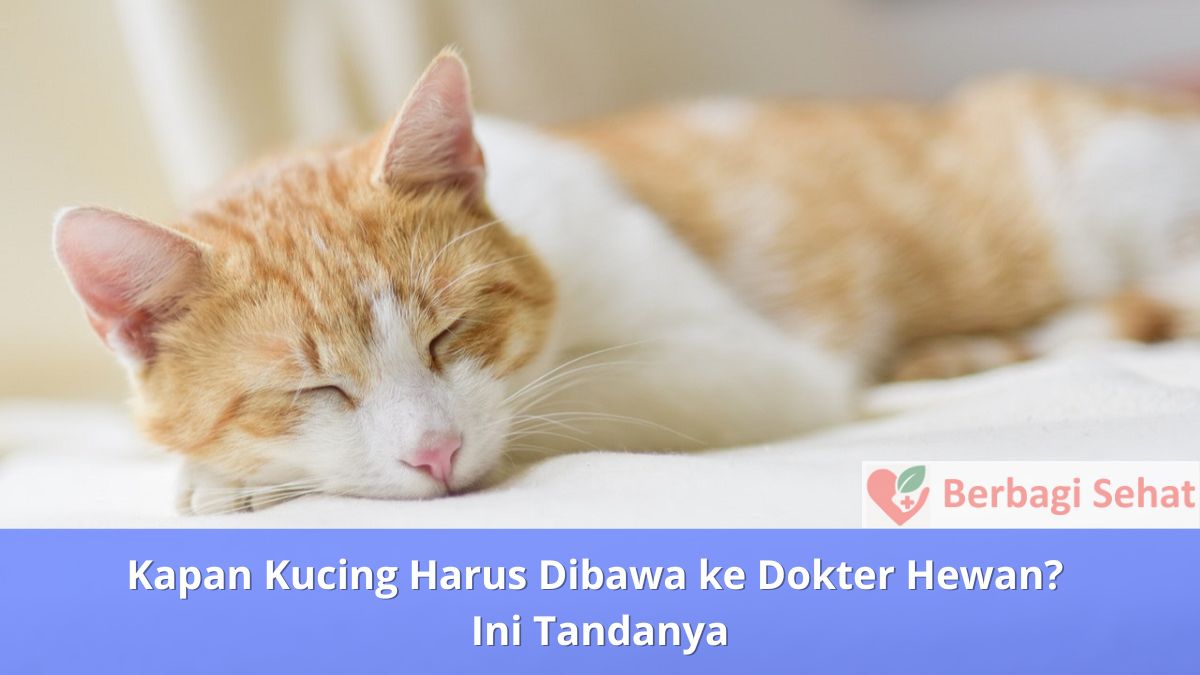 Kapan Kucing Harus Dibawa ke Dokter Hewan Ini Tandanya