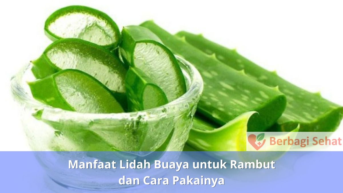 Manfaat Lidah Buaya untuk Rambut dan Cara Pakainya