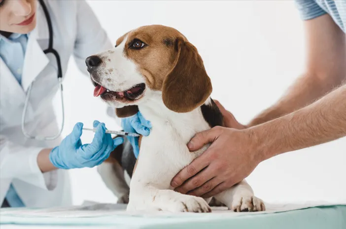 Rabies dan Vaksinasi